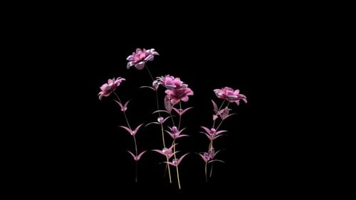 Elegant Pink Flowers Blooming Animation with Alpha Channel