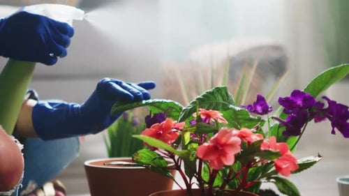 Person Spraying Water on Flowering Plant Indoors