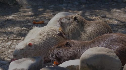 Gruppe von Nutria, die an sonnigen Tagen morgens gemeinsam frisches Gemüse im Freien in der Natur essen.