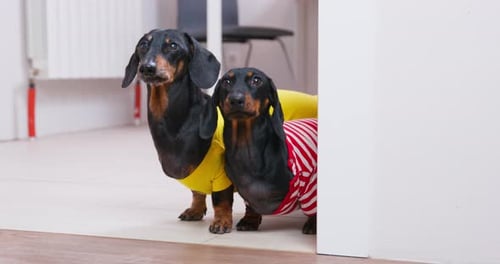 Dachshunds in Shirts Pose by Doorway