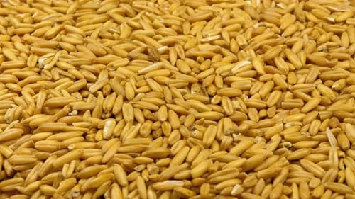 Grains of Raw Oat Groats Rotate Close-up