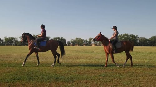 Horse Dressage in the Vast Field