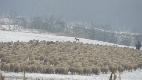 Flock of sheep walking on a winter day