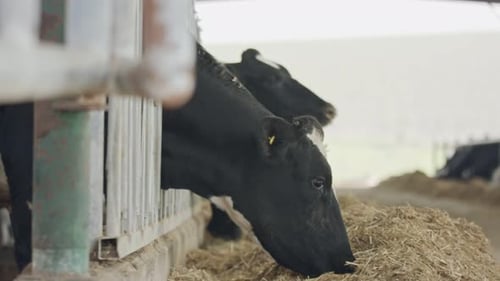 Dairy cows eating hay in a large stable on a dairy farm