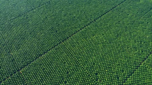 Aerial drone video of palm oil plantation