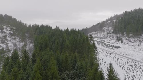 Aerial Drone through falling snow over pine trees, snow-covered winter landscape. Norway.