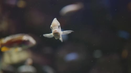 Eine kleine Anzahl von Fischen, Nahaufnahme des Ozeans. Ökologie und Fauna der Ozeane