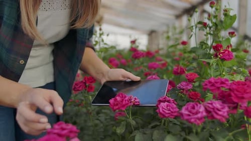 Modern Rose Farmers Walk Through the Greenhouse with a Plantation of Flowers, Touch the Buds and
