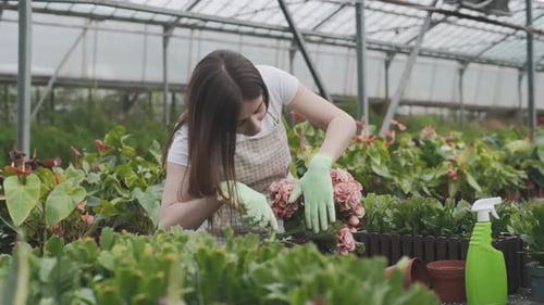Woman Gardening Plants in Commercial Greenhouse