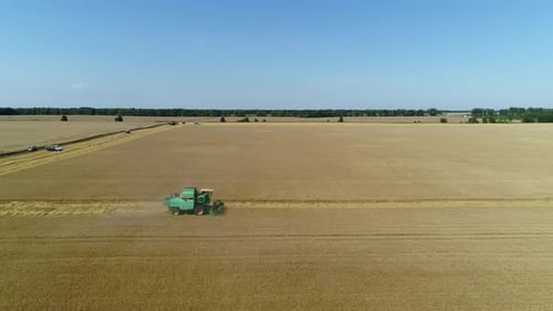 Aerial Drone Footage. Combine Harvester Gathers the Wheat. Harvesting Grain Field