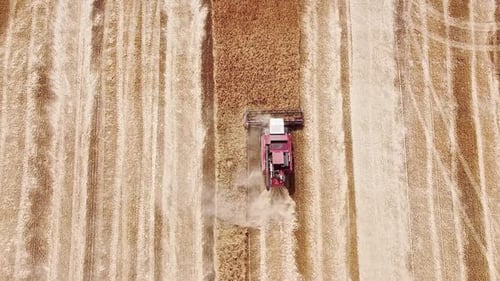 Red Combine Harvester on the Farm Where Organic Wheat Is Cultivated. Aerial View, Harvest Season.