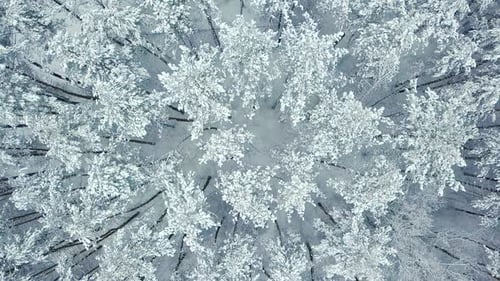 Forest of Frozen Pine Trees Covered By Snow in Winter