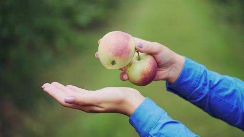 Fresh Apples in Female hands