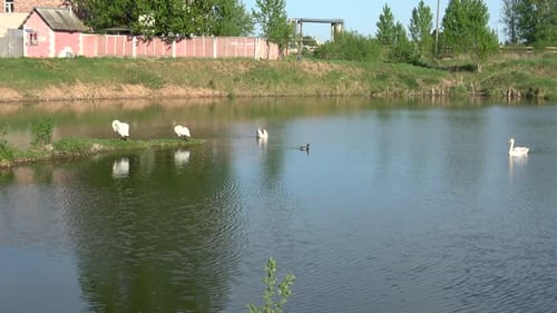 Swans In The City 16