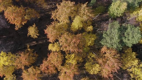 Aerial Footage of Colorful Forest in Autumn Season