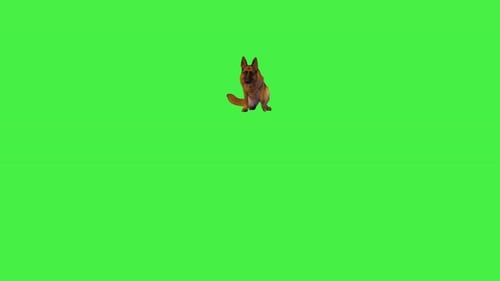German Shepherd Walking on Camera and Lying Down on a Green Screen Chroma Key