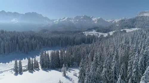 Flight Over the Snowcovered Spruce Forest with Mountains in the Background