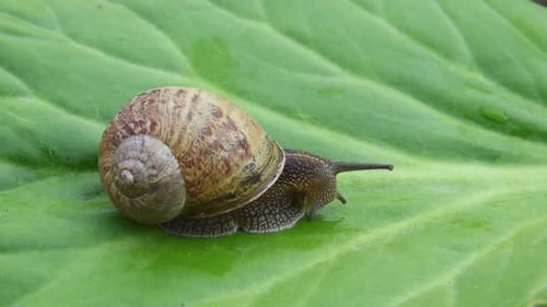 Snail Crawling on a Green Leaf