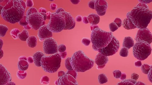 Floating Raspberries Seamless Loop Animation