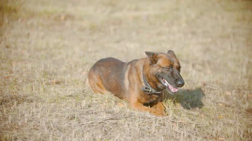 Brown Dog Lying Down on Grassy Field