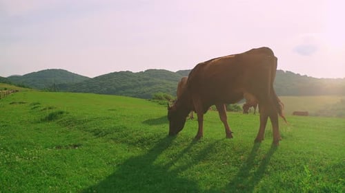 A Herd of Cows on a Mountain Pasture on a Sunny Summer Day