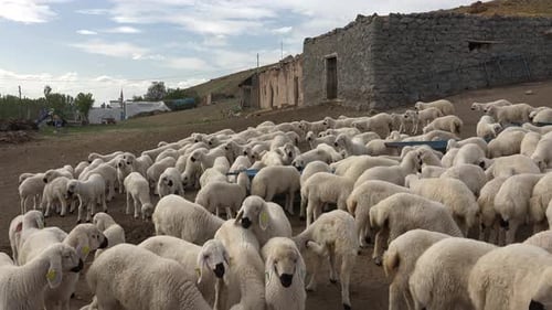 Only White Sheep Cubs and Lambs With Black Nose