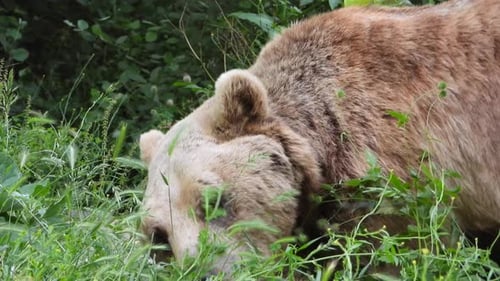 Real Wild Bear In Natural Habitat Among The Trees In The Forest