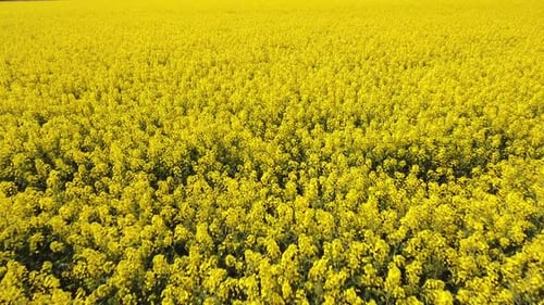 Rapeseed Field