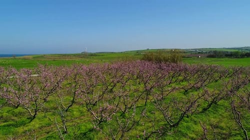 Spring Flowering Trees