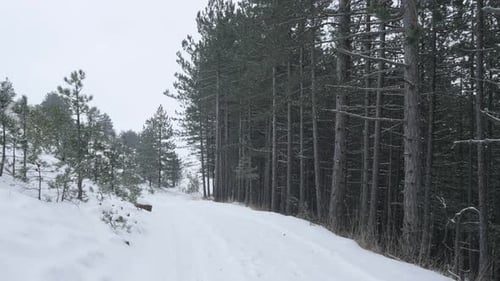 Forêts de conifères et premières neiges dans la nature 3840X2160 images UHD - Floçons de neige blancs tombant sur un cône