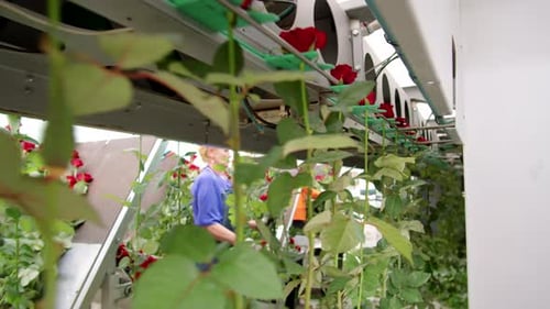 Industrial Rose Cultivation with Workers and Mechanical Equipment