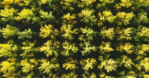 Forêt d'automne