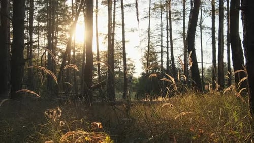 Summer Forest at Sunset
