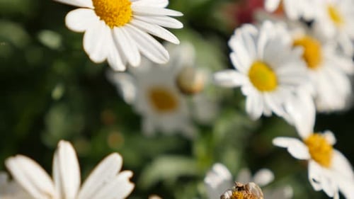 Shallow DOF common daisy beautiful white flower slow tilting natural background 4K 2160p 30fps UHD