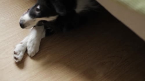 Cachorro brincalhão escondido debaixo da