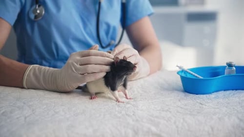 Pet Care Female Veterinarian Gently Strokes Cute Rat While Examining Animal in Clinic Office