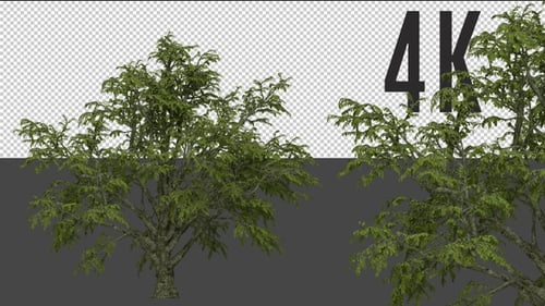Realistic 3D Animated Tree with Alpha Channel