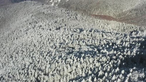 Winter Forest Nature Snow and Frost Covered Conifers Alpine Landscape