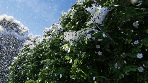 Snow And Tree