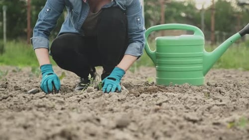 Woman Plants Tomato Plant in Vegetable Garden. Spring Gardening, Hobby, Food Growing, Healthy
