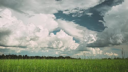 Countryside Rural Field Landscape With Young Green Wheat Sprouts In Spring Summer Cloudy Day
