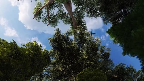 Hélicoptère traversant la forêt