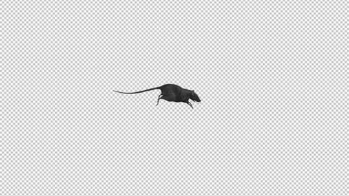 Rat - Running Transition - Alpha Channel