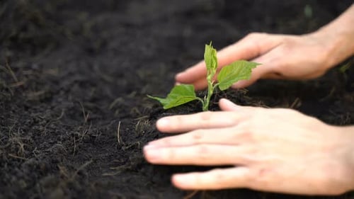 Woman Growing The Plant