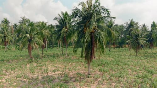 Tropical Palms with Yellow Ripe Coconuts Grow on Field