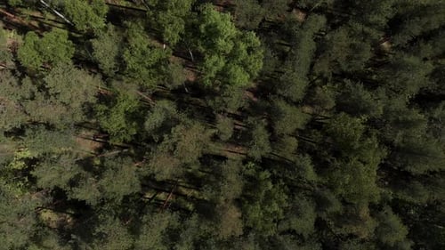 Luftaufnahme des schönen grünen Waldes aus der Vogelperspektive. Luftbild. Die Kamera schaut nach unten