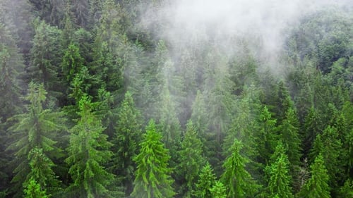 Aerial View of Misty Forest Clouds Above Mountain