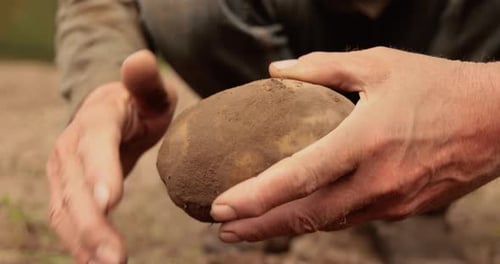Man's Hands Holding a Potato in Rural Setting