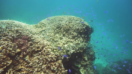 The Underwater World of a Coral Reef