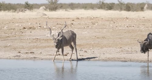 Kudu Antelopes Drinking at Waterhole in African Desert